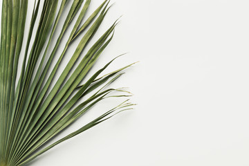 Dry greenish palm leaf on white background. Botanical tropical summer topic. Natural materials for...