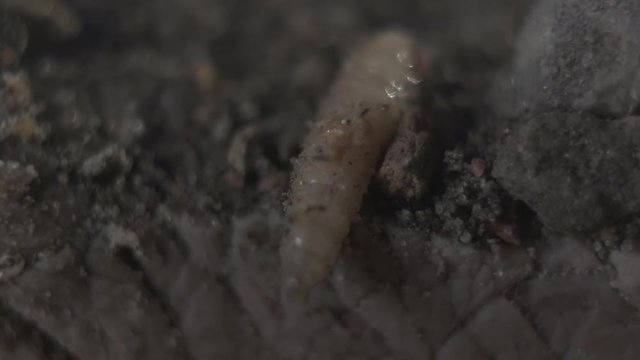 Close-up of the maggot lying on the sandy ground. Abomination, disgust, ugliness