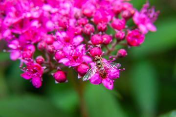 Hovver fly on blue beard bush