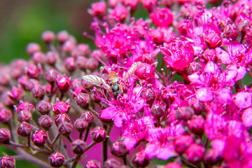 Hovver fly on blue beard bush