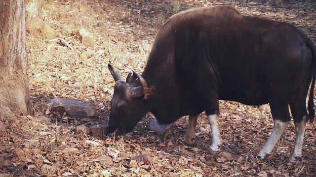 early morning shot of a male indian guar feeding at tadoba andhari tiger reserve in India