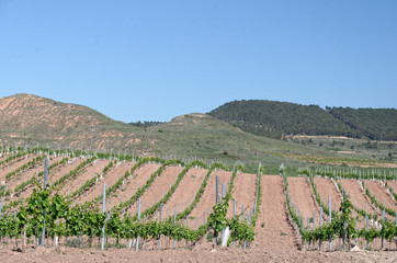 Fototapeta na wymiar Vineyard landscape in the Rioja region in Spain