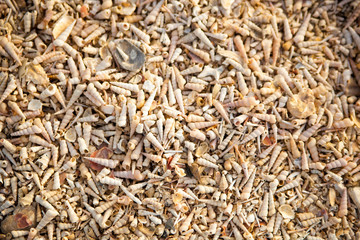 Beach of seashells