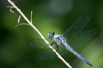 Great Blue Skimmer