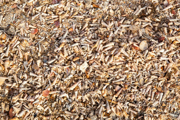 Beach of seashells