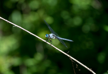 Great Blue Skimmer