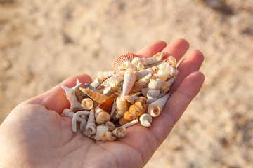 Woman's hand holding seashells
