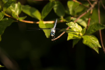 Great Blue Skimmer