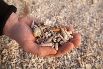 Man's hand holding seashells