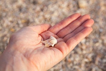 Woman's hand holding a seashell