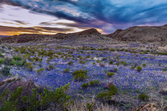 Sunset in BIg Bend with superbloom of blue bonnets