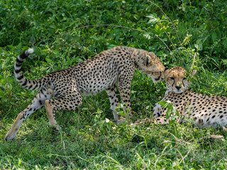 Cheetah Cub Nuzzles Mother