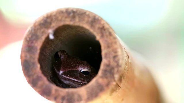 Polypedates leucomystax hide in hole of bamboo
