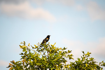 Red Winged Blackbird