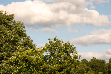 Red Winged Blackbird