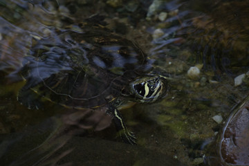 Tortuga de orejas blancas - Yellow-bellied slider