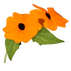 Black-eyed Susan vine (Thunbergia alata)