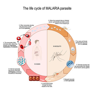 The life cycle of MALARIA parasite