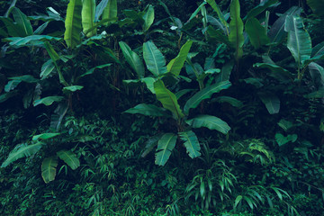 Fototapeta na wymiar Dark leaves Banana leaf In the rainy season