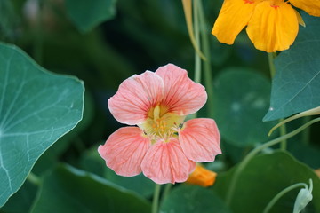 Nasturtium Flower Isolate in Garden