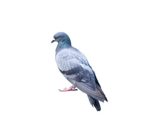 Dove isolated white background