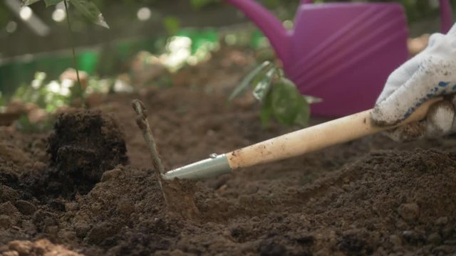 Woman Hand Seeding Young Plant Into Pile Of Soil with hoe