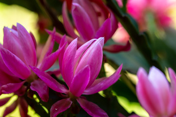 Obraz premium Beautiful pink cactus flowers