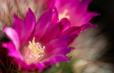 Beautiful pink cactus flowers