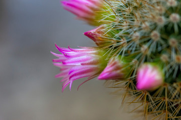 Beautiful pink cactus flower buds