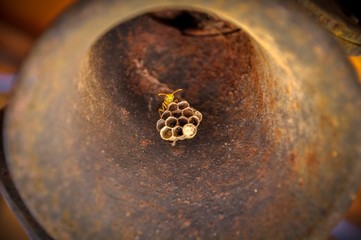 nest of wasps inside a bell