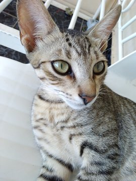 mistigri
