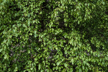 Densely growing birch (Betula) with bright, fresh green leaves. Background.