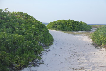 tropical island summer beach sun