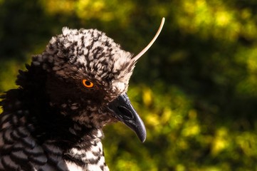 exotic bird photographed in wildlife reserve