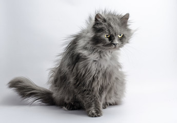 Naklejka na ściany i meble shaggy angry gray adult fluffy cat on a light background