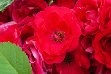 red roses in the garden. summer