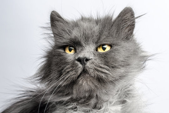 portrait of shaggy gray adult fluffy cat on a light background