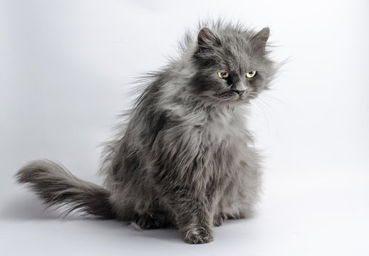 shaggy angry gray adult fluffy cat on a light background
