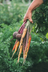 Bunch of carrots and beets in women's hand.
