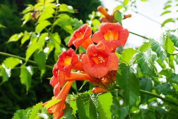 Campsis flower in summer. in the garden