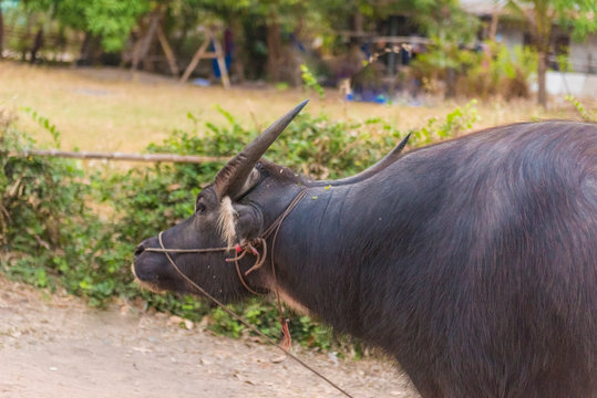 Half black buffalo image of Thailand.