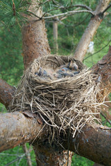 Bird's nest with sleeping newborn thrush nestlings located on the pine tree