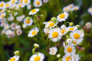 Fototapeta premium wildflowers. close-up. macro. plants. summer
