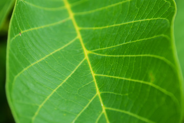 green leaves. plants close up. summer