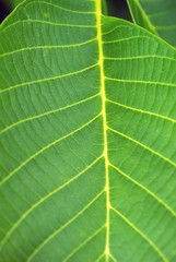 green leaves. plants close up. summer