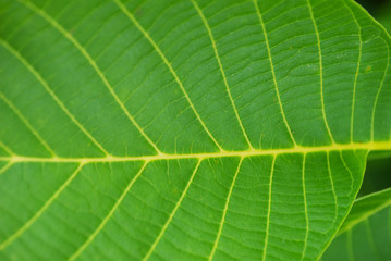 green leaves. plants close up. summer