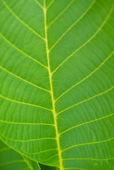 green leaves. plants close up. summer
