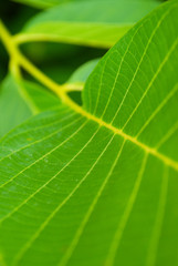 green leaves. plants close up. summer