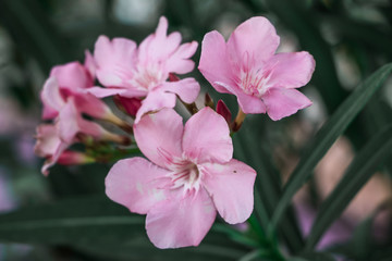 Fototapeta na wymiar Pink flowers beside my house