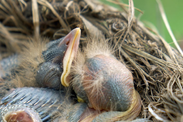 Newly hatched fluffy nestlings of a thrush sleeping in a nest close up. Macro photography